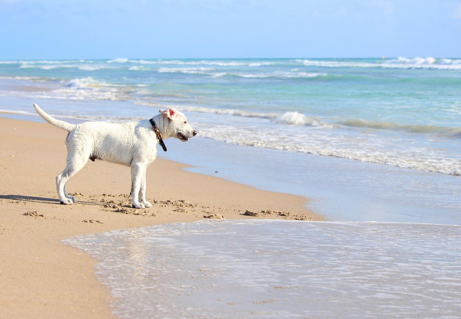 White dog on a beach