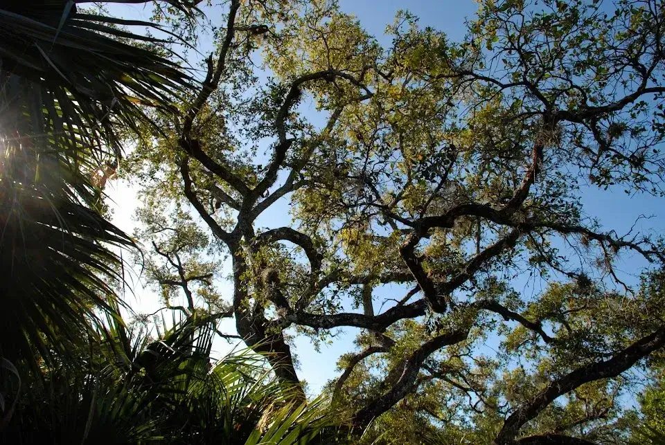 Indrio Scrub Preserve