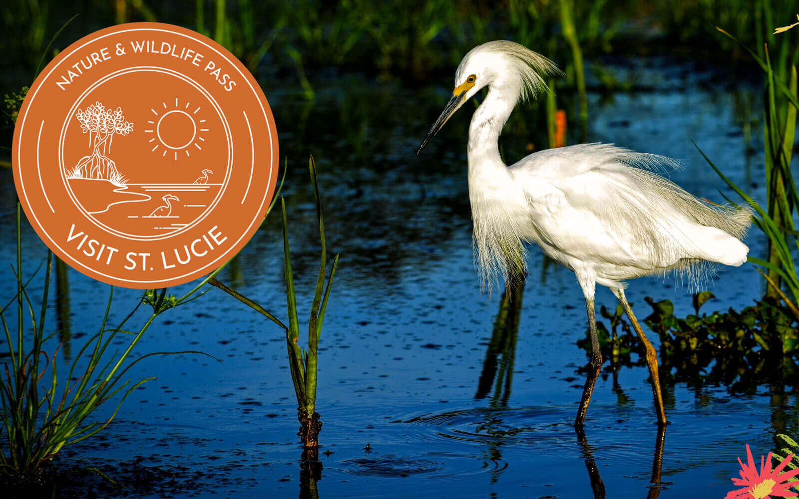 Great Egret bird walking in water