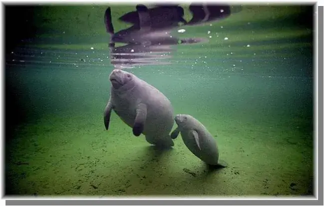 Manatee Observation and Education Center