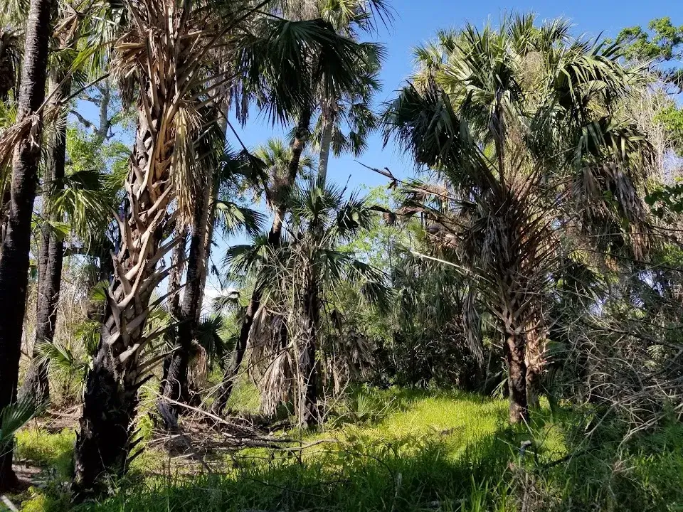 Paleo Hammock Preserve