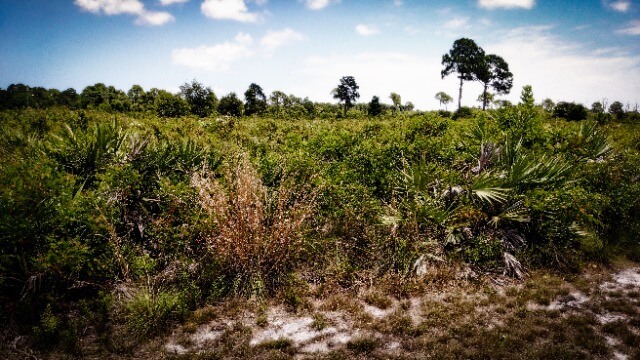 Sheraton Scrub Preserve