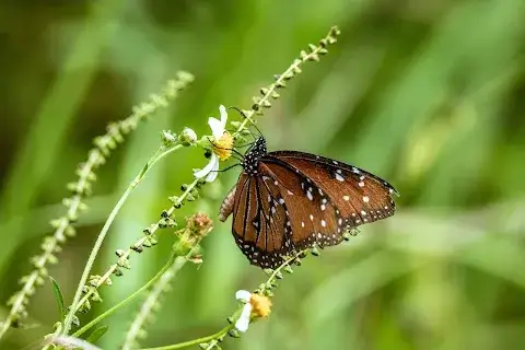 Steven J. Fousek Preserve