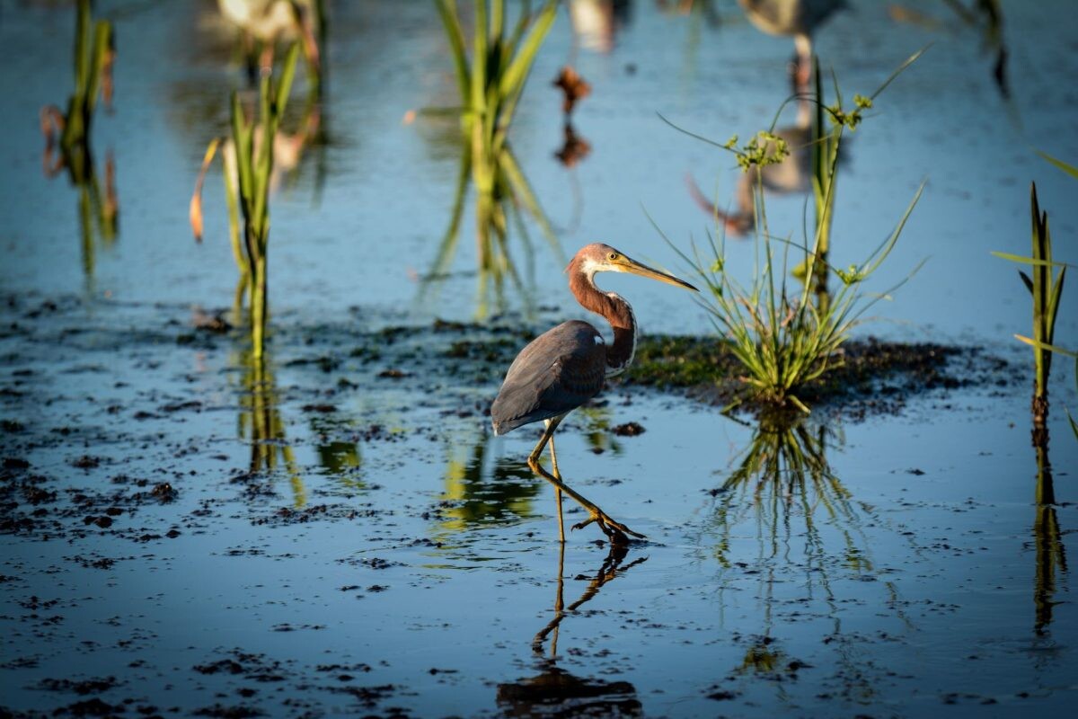 5 Reasons Why You Need to Explore the Nature & Wildlife in St. Lucie