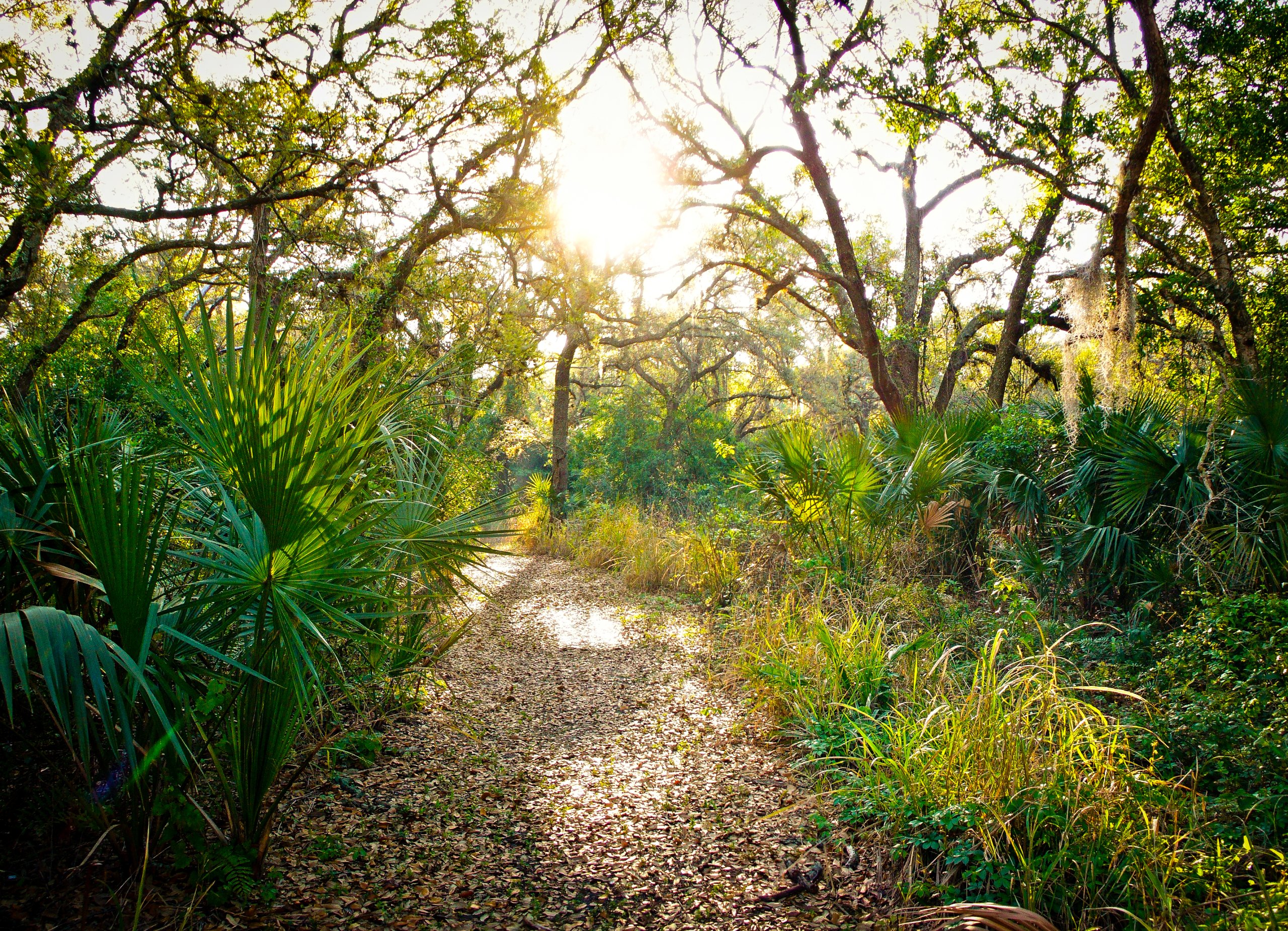 Sweetwater Hammock Preserve