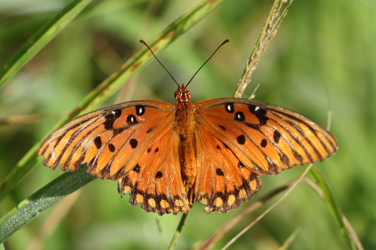 5 Reasons Why You Need to Explore the Nature & Wildlife in St. Lucie