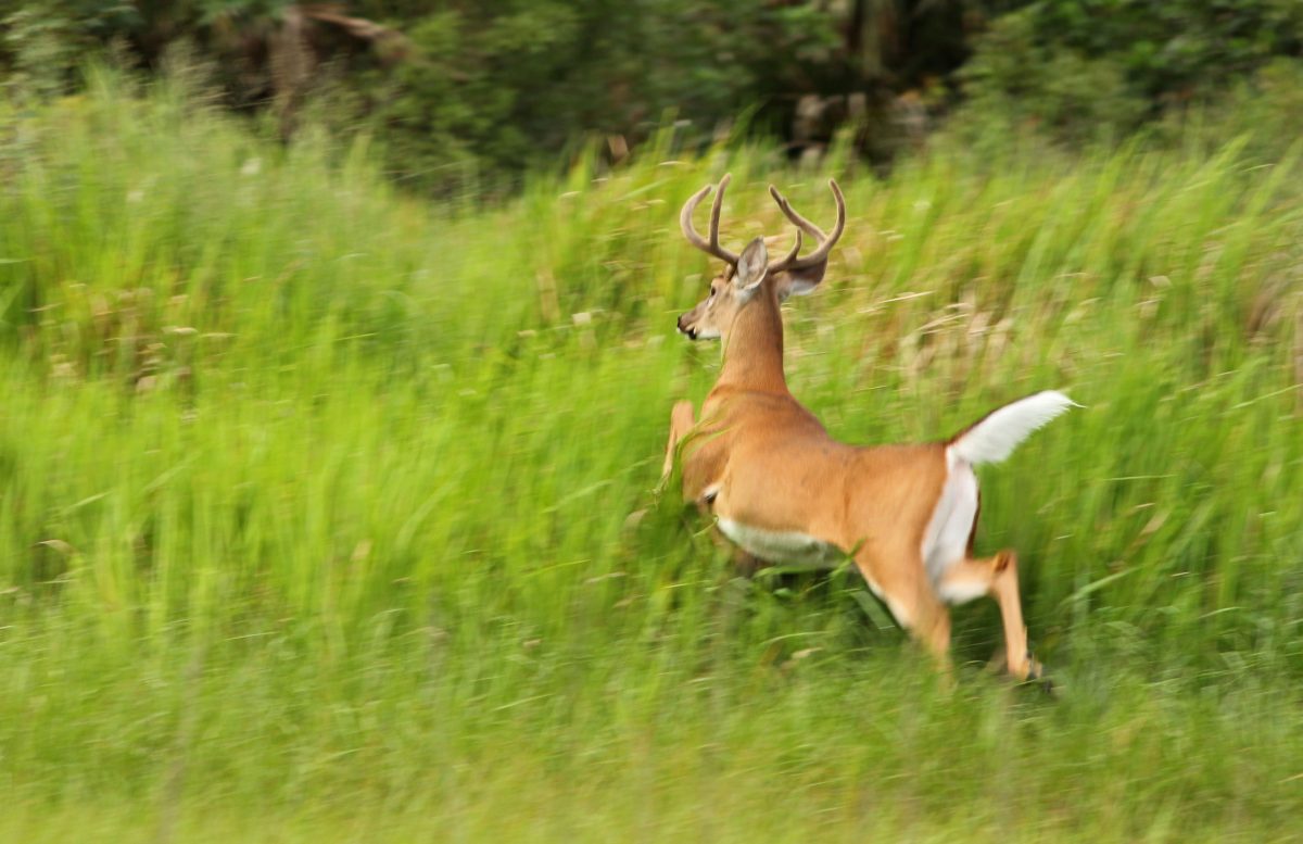 5 Reasons Why You Need to Explore the Nature & Wildlife in St. Lucie