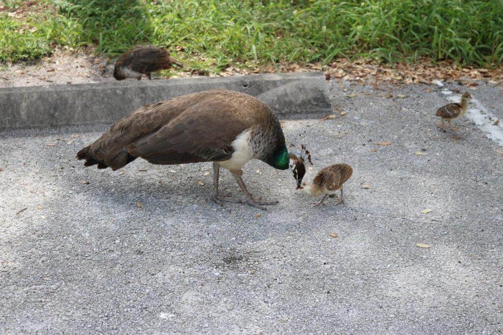 The Story Behind The Peacocks Of Fort Pierce