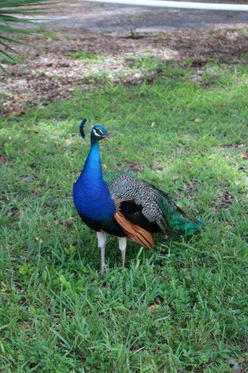 The Story Behind The Peacocks Of Fort Pierce