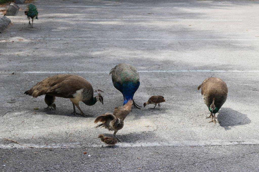 The Story Behind The Peacocks Of Fort Pierce