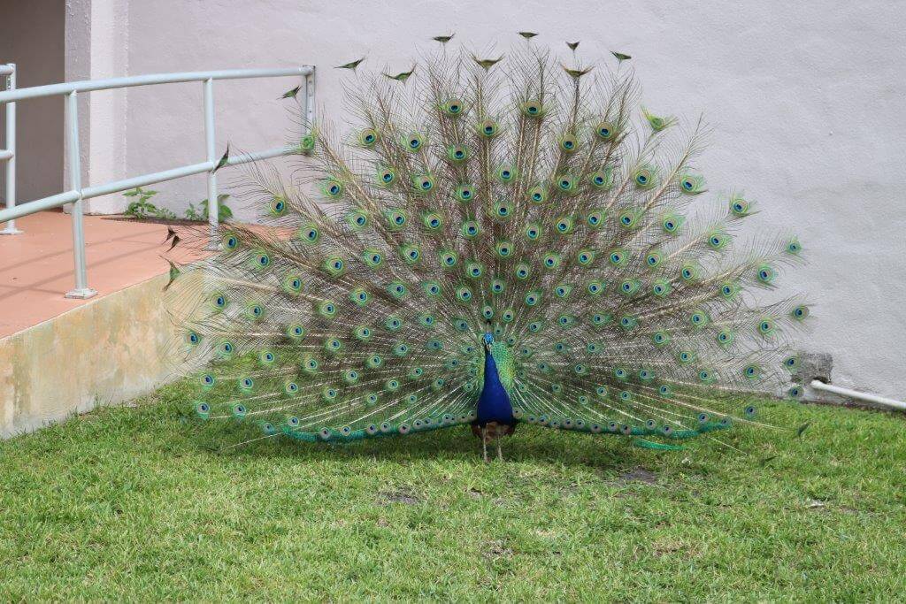 The Story Behind The Peacocks Of Fort Pierce